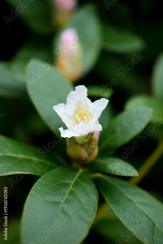 Spring Blossoms and Blue Sky – documentary style, real world, authentic situation, natural light, genuine moment captured by human photographer, no ai