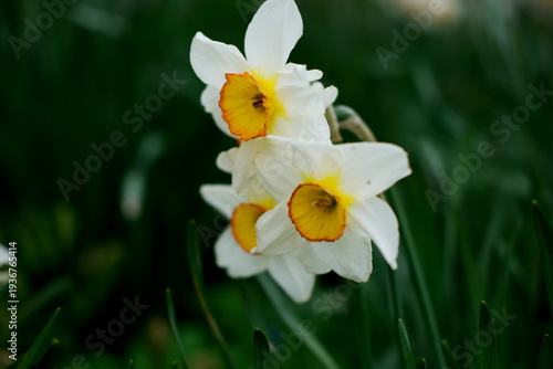 Spring Blossoms and Blue Sky – documentary style, real world, authentic situation, natural light, genuine moment captured by human photographer, no ai