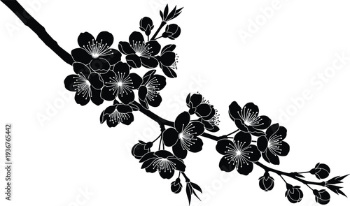 Black cherry blossom branch silhouette with detailed sakura flowers and spring buds for elegant Japanese style nature backgrounds and botanical art