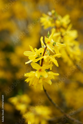 Spring Blossoms and Blue Sky – documentary style, real world, authentic situation, natural light, genuine moment captured by human photographer, no ai