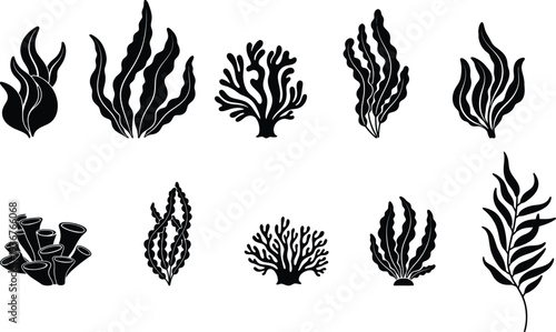Black and white illustration of various types of seaweed and coral formations