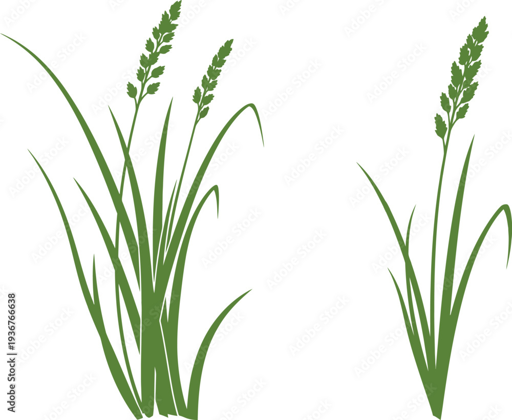 Fototapeta premium Green grass and seed heads illustration against a clean white background