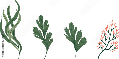 Botanical illustration of diverse plant life featuring seaweed ferns and coral