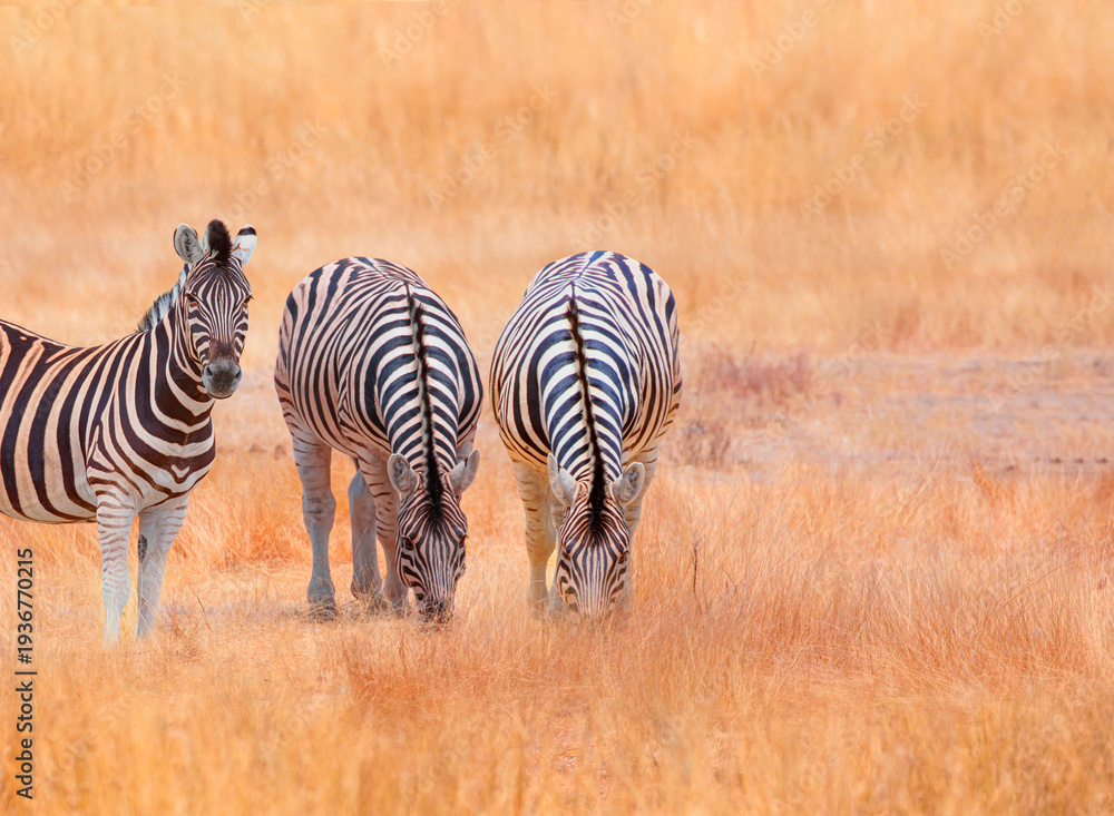 Naklejka premium A group of zebras standing among the yellow grass in Etosha National Park in Namibia, in the African savannah, during a safari - Etosha National Park, Namibia