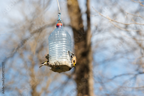 A pair of European goldfinches feeding at a homemade bird feeder repurposed from a large plastic water bottle. The birds show their distinctive red faces and yellow wing patches.