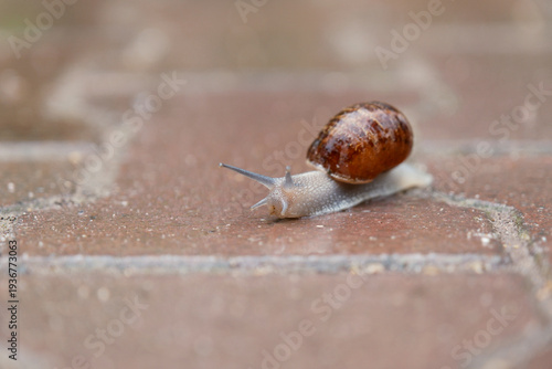 Snail on the Path – documentary style, real world, authentic situation, natural light, genuine moment captured by human photographer, no ai