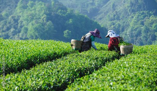 Asian woman picking green tea shoots  in spring tea farm