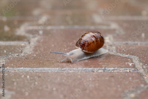 Snail on the Path – documentary style, real world, authentic situation, natural light, genuine moment captured by human photographer, no ai