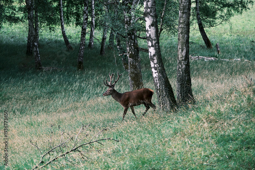 Deer in the Forest Clearing – documentary style, real world, authentic situation, natural light, genuine moment captured by human photographer, no ai