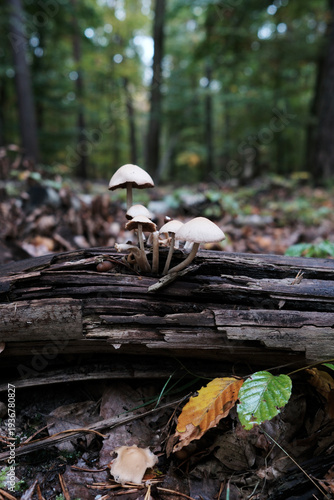 Mushrooms in the Forest – documentary style, real world, authentic situation, natural light, genuine moment captured by human photographer, no ai