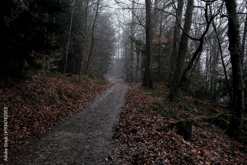 Fog in the Forest – documentary style, real world, authentic situation, natural light, genuine moment captured by human photographer, no ai