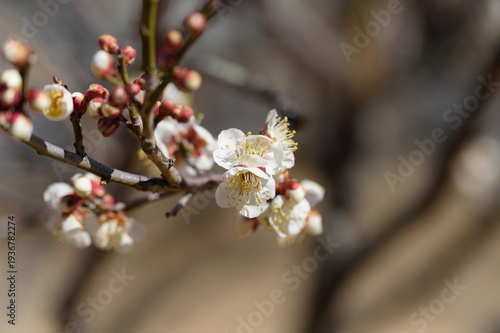 梅の花