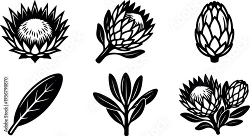 Flat design protea floral icon set close up botanical flowers and leaves isolated vector art black and white line silhouette
