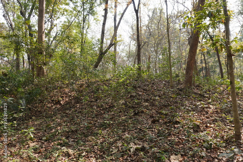 Obraz premium Forest Scene with Tall Slender Trees, Dry Leaf Floor, and Sunlit