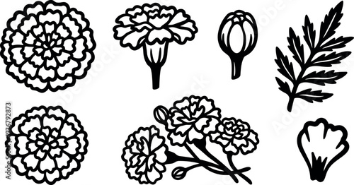Line art botanical marigold elements set with blossoms buds leaves branch single petal isolated vector floral clipart black outline collection