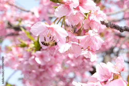 柔らかいピンク色の桜にミツバチ