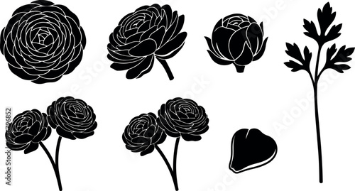 Flat design ranunculus flower set showing multiple blossom views close up top view stems and single leaf silhouette isolated vector