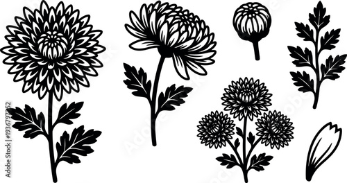 Line art botanical vector chrysanthemum collection close up stems leaves detailed petals flat silhouette isolated composition black studio contrast elegant