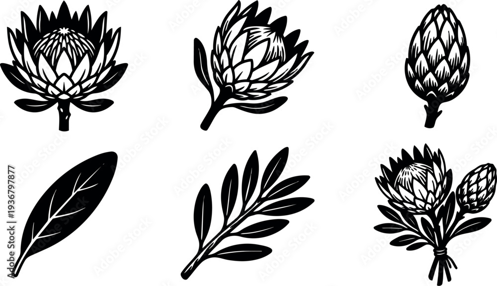 Naklejka premium Minimalist botanical line art protea flower set with leaves stems bouquet close up vector black silhouette composition front view side