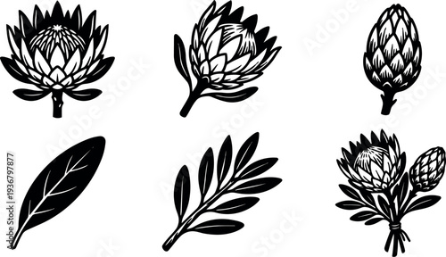 Minimalist botanical line art protea flower set with leaves stems bouquet close up vector black silhouette composition front view side