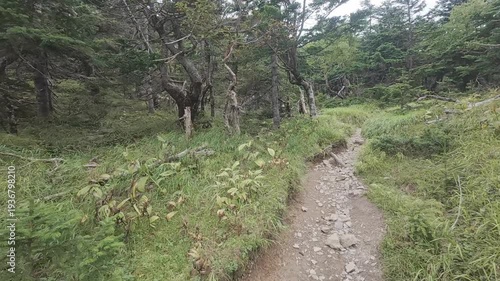 Quiet Forest Trail on Mt. Tekari