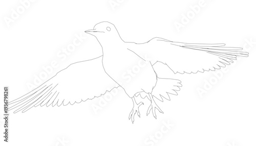 A dove in flight with wings spread wide against a stark white background. The black and white contour drawing highlights intricate feather and beak details.