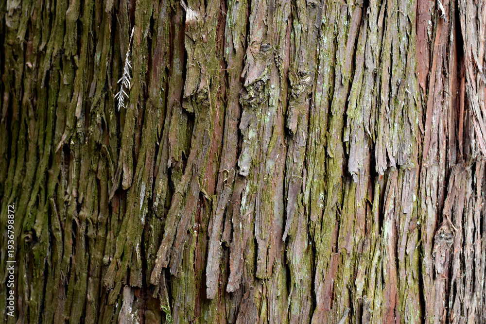 Fototapeta premium 自然の芸術、森の中の樹木の表皮