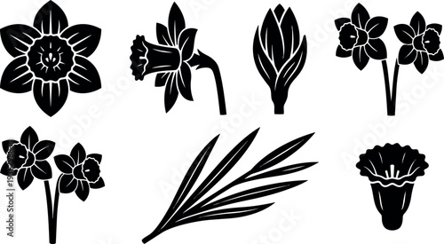 Minimalist vector daffodil icons set multiple blossom views side profile bud stem leaf and trumpet silhouette black on white isolated