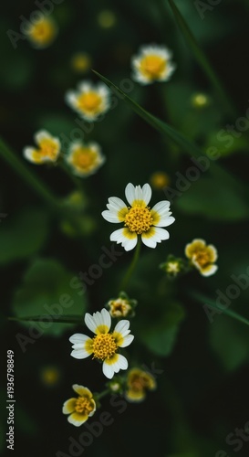 A macro shot capturing the intricate beauty and delicate structure of tiny white and yellow wildflowers blooming in a natural setting among green foliage, abstract, green, garden