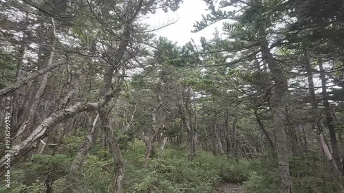 Quiet Forest Trail on Mt. Tekari