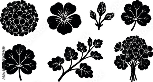 Flat design pelargonium and geranium botanical silhouettes arranged close up leaf and flower set on white background vector icon set