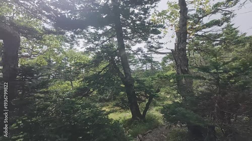 Quiet Forest Trail on Mt. Tekari