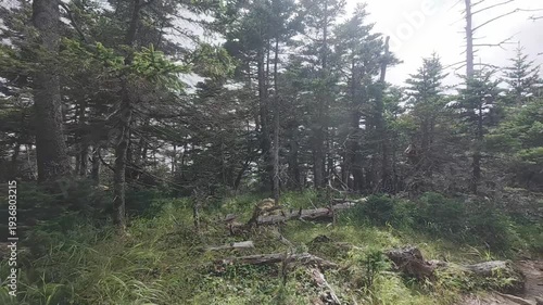 Quiet Forest Trail on Mt. Tekari