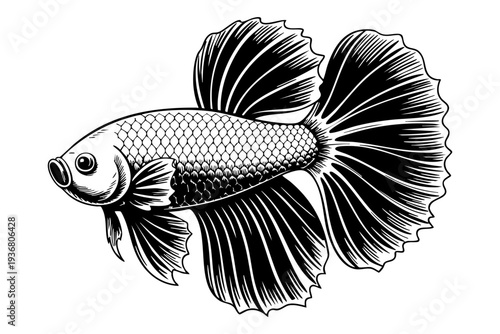 Betta fish illustration in vintage engraving black and white line art