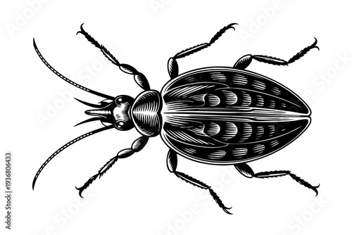 Aphid illustration in vintage engraving black and white line art