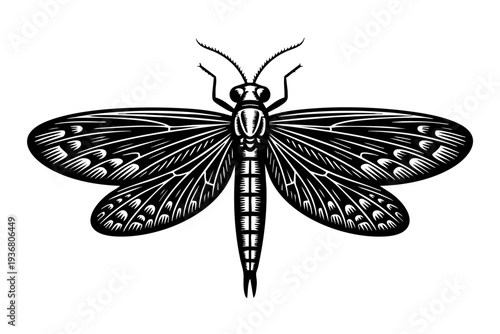 Caddisfly insect illustration in vintage engraving black and white line art