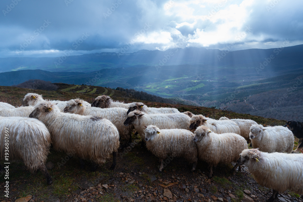 Obraz premium Flock of Latxa sheep (Basque: latxas) transhumant between Sodupe (Bizkaia) and the Losa Valley (Burgos). Las Merindades region. Burgos. Castile and León. Spain. Europe