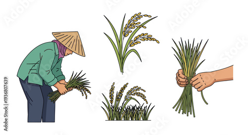 Rice Harvesting Process Illustration.