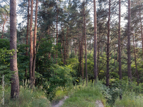 фотографія Section of pine forest with deciduous undergrowth in summer evening