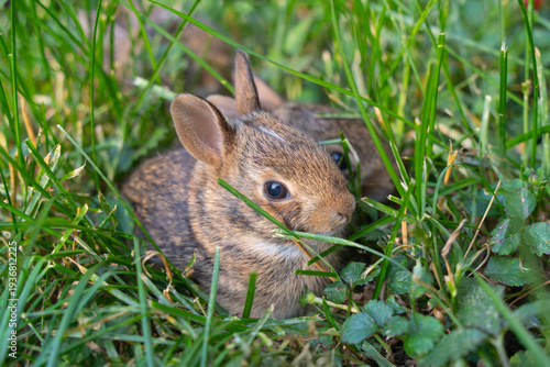 Young Eastern Cottontail rabbit (Sylvilagus floridanus) rests quietly in its shallow grass-lined nest