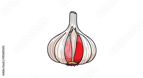 Detailed hand-drawn illustration of a garlic bulb with a section cut away to reveal the individual red and pink cloves inside, isolated on white.