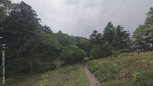 Quiet Forest Trail on Mt. Tekari