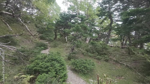 Quiet Forest Trail on Mt. Tekari