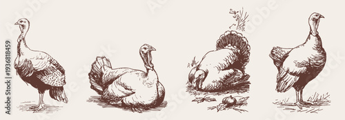 Farm turkey sketch collection domestic poultry birds set. Standing and resting poses for packaging or editorial layouts. Pencil hand drawn illustration drawing style.