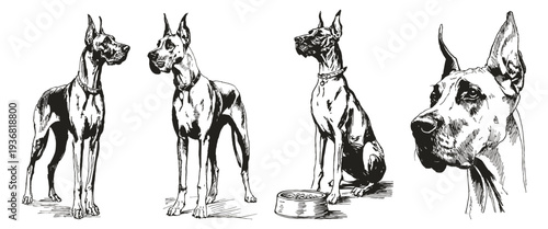 Hand drawn style Great Dane dog breed collection. Illustration for kennel branding and veterinary graphics. Pencil sketch style shows tall elegant body and calm posture.