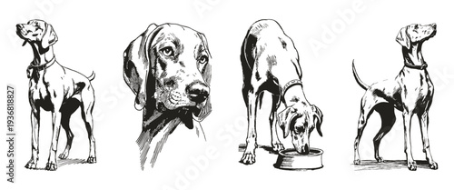 Weimaraner dog breed pencil sketch drawing style. Set includes head portraits, standing poses and feeding scene with bowl. Illustration for hunting club branding or veterinary print graphic.