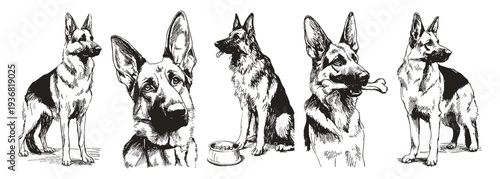 German Shepherd portrait alert working dog collection. Set includes head view, sitting pose and bone holding canine. Illustrations for veterinary branding, security themes. Pencil drawn sketch style.