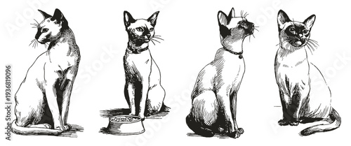 Siamese cat sitting poses vintage pet collection. Illustrations for packaging and pet themes. Ink crayon drawn style sketch shows elegant feline with bowl and calm posture.