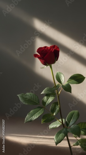 Wallpaper Mural Dramatic Illuminated Shot of a Single Rose in a Minimalist Studio Setting Torontodigital.ca