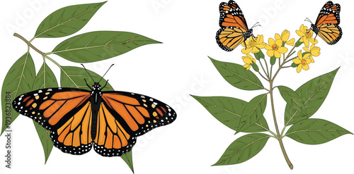 Monarch Butterflies on Milkweed Plant Pollinator Garden Nature Vector Illustration